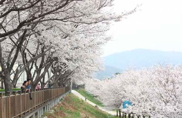 삼문동 벚꽃길 © 밀양시 제공