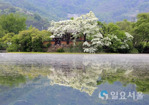 밀양8경-위양못 이팝나무 © 밀양시 제공