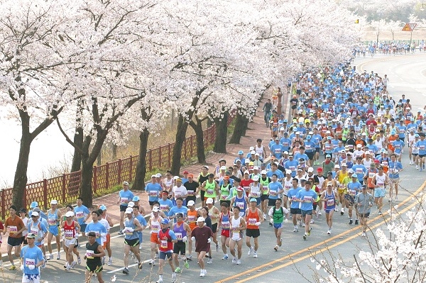 지난해 경주벚꽃마라톤대회.