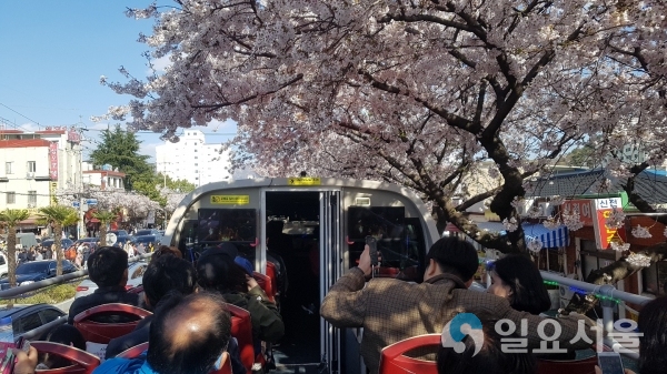 창원 체리블라썸 2층 버스 타고 벚꽃 경치 만끽 © 창원시 제공