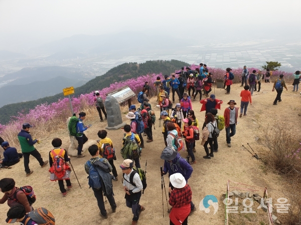 종남산 진달래 축제를 방문한 관광객들 © 밀양시 제공