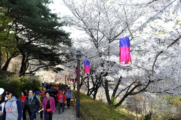서대문구 안산(鞍山) 봄 벚꽃길 걷기