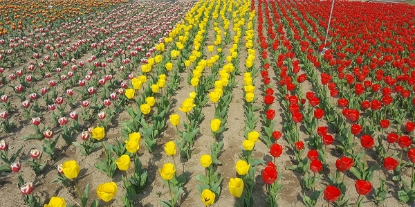 경주 동부사적지에 형형색색의 튤립이 꽃 단지를 화려하게 수놓고 있다.