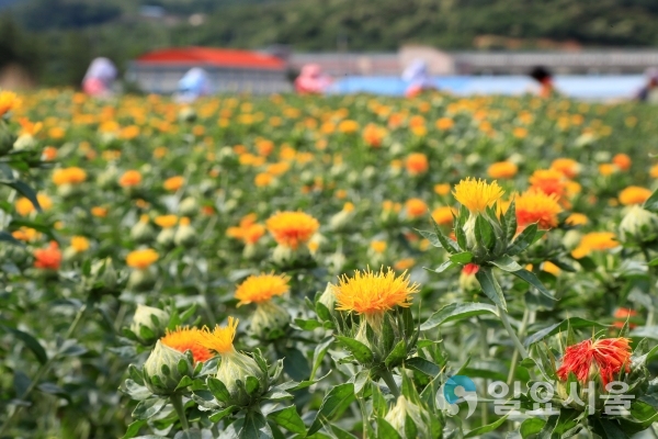 산청약초재배단지 홍화꽃 올해 첫 수확     © 산청군 제공
