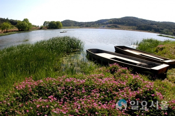 자운영이 핀 우포늪 봄 풍경     © 창녕군 제공
