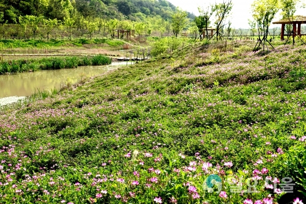 자운영이 핀 우포늪 봄 풍경     © 창녕군 제공