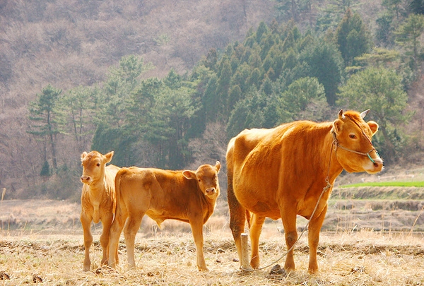 안동한우가 안정적 생산을 위해 한우 우량송아지 생산 및 한우 번식우 농가에 장려금을 지급한다.