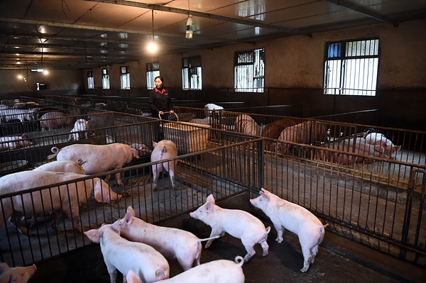 '아프리카돼지열병'(ASF)이 중국을 강타한 가운데 지난 3월 22일 중국 충칭 룽창의 돼지 사육장에서 한 여성이 돼지를 돌보고 있다. 2019.05.07. [뉴시스]