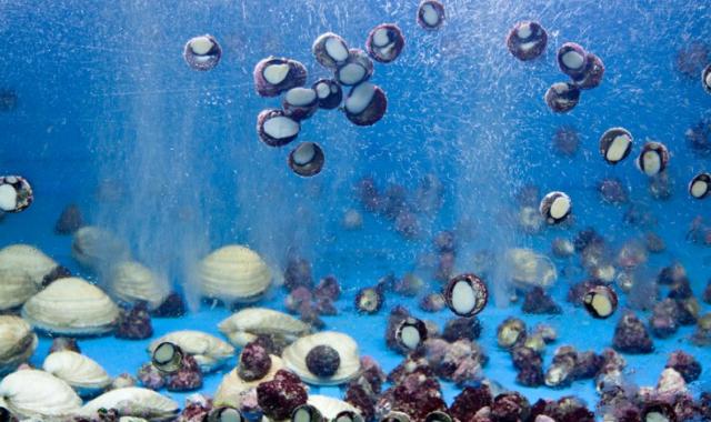 청진동뚝배기 수족관에 가득한 제주도의 각종 해산물들