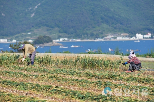 남해군 이동면 용소마을. 앵강만의 수려한 풍광과 함께 농민들이 지역 소득작목인 마늘을 수확하는 모습.     © 남해군 제공