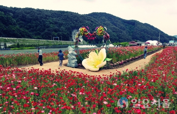 꽃양귀비 축제     © 하동군 제공