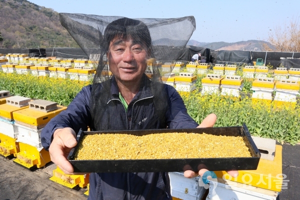 산청군 시천면 양봉농가 김인우씨 화분 수확     © 산청군 제공