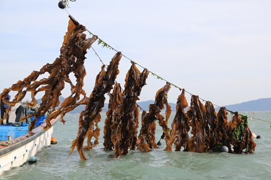 6월의 해양치유식품 ‘다시마’