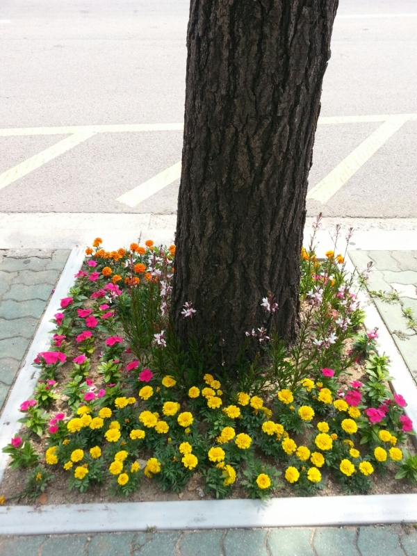 나무돌보미가 심은 꽃