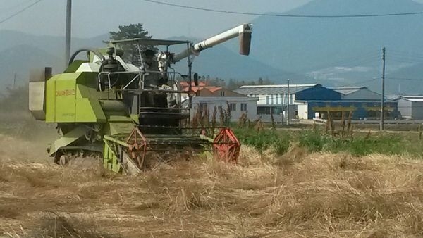 경주시농업기술센터가 지난 3일 외동읍 방어리 일원에서 품종 이탈리안 라이그라스 종자 채종작업을 실시하고 있다.