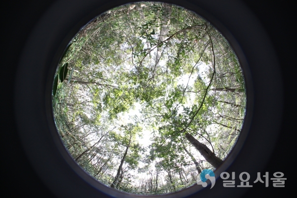 붉가시나무 숲 사진     © 산림바이오소재연규소 제공