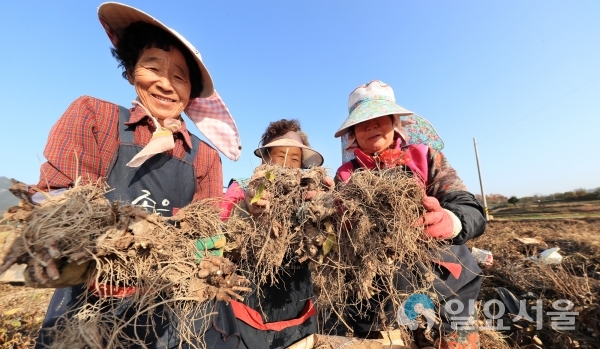 산청 약초재배단지 삽주 뿌리 수확     © 산청군 제공
