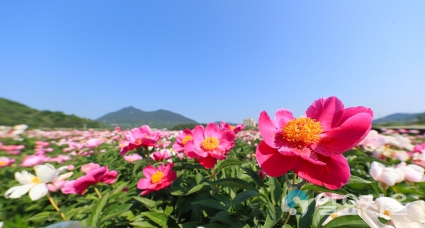 산청 정광들 약초재배단지 작약꽃 만개     © 산청군 제공