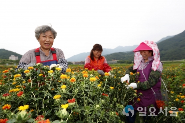 약초 고장 산청 홍화꽃 수확 한창     © 산청군 제공
