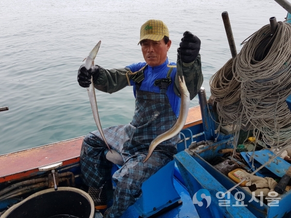고성군, 갯장어(하모)의 계절이 돌아왔다!