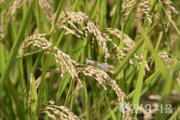 산청군 친환경 메뚜기쌀     © 산청군 제공