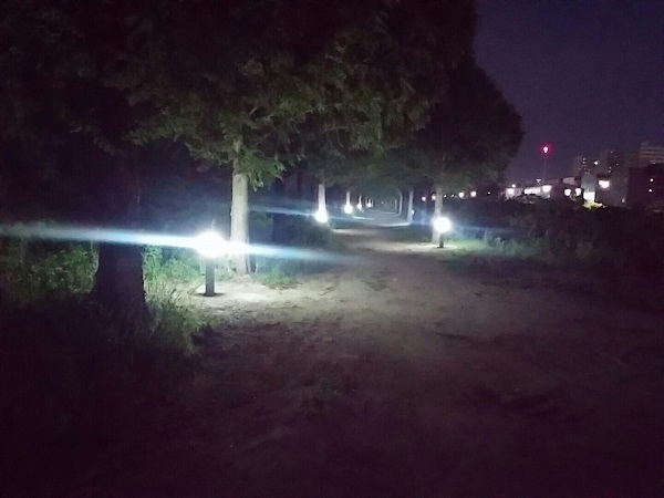 영천시가 메타세콰이어길 550m 구간내 총사업비 4천3백만원을 투입, LED 경관조명등 총 58등을 설치해 야간에도 시민들이 안전하게 산책로를 이용할 수 있도록 했다.