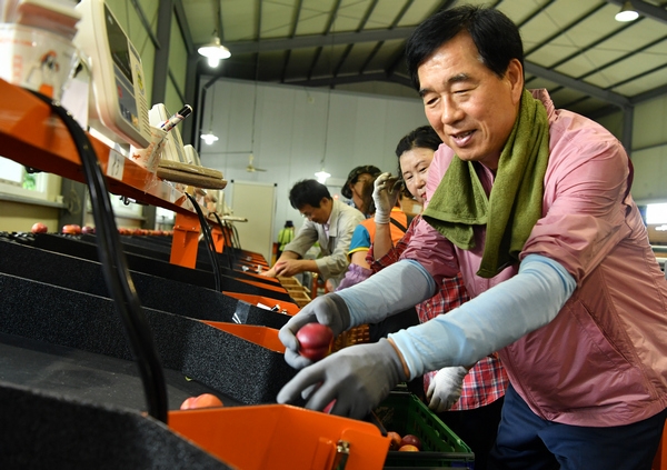 최영조 경산시장이 22일 남산면 소재 대왕산복숭아영농조합에서 복숭아 선별작업 일손을 돕고 있다.