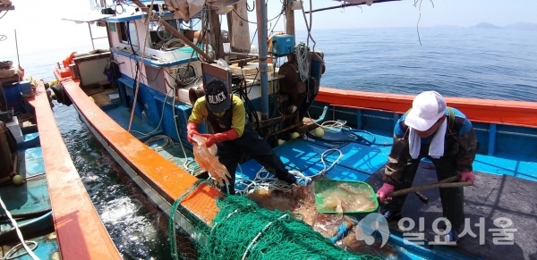 남해군이 추진하고 있는 해파리 구제사업     © 남해군 제공