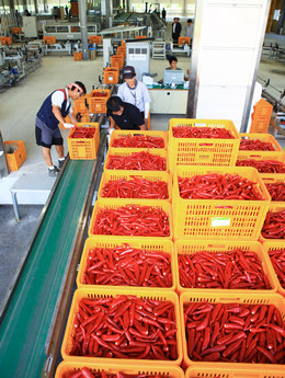 영양고추유통공사가 8월 8일부터 9월 30일까지 2019년산 홍고추 수매를 실시한다.