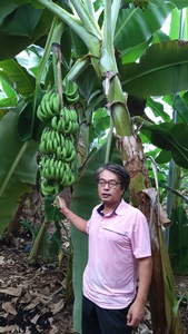 지우네 스토리팜농 대표 김생수씨가  수확을 앞둔 바나나를  살펴보고 있다
