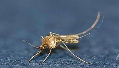 일본뇌염 매개모기(작은빨간집 모기) 암컷 <사진자료=뉴시스>