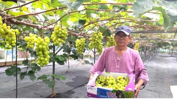 강진군 도암면 만덕리 포도재배농가 홍청룡시 농장에서 한창 포도를 수확하고 있다.
