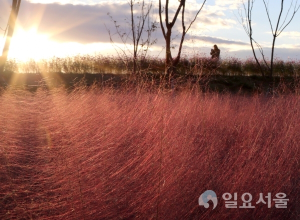 악양생태공원의 핑크뮬리  © 함안군 제공