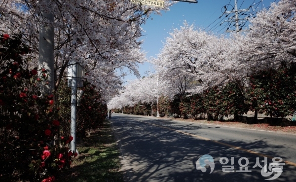 가포에서 덕동으로 향하는 길에 있는 동백과 벚꽃  © 창원시 제공