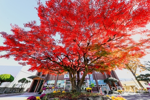 영오면사무소 앞의 명물인 단풍나무가 사랑에 빠진 소녀의 뺨처럼 붉게 물들어있다. @ 고성군 제공