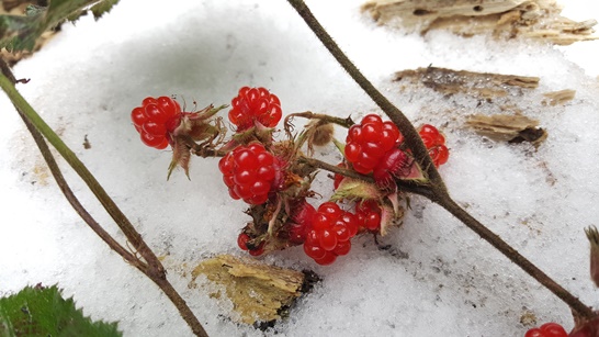 한겨울 북풍한설에도 흑산도에는 ‘딸기’가 아닌 식물 이름 그 자체인 ‘겨울딸기’가 한창이다.