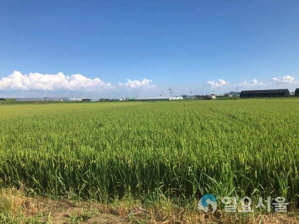친환경쌀재배