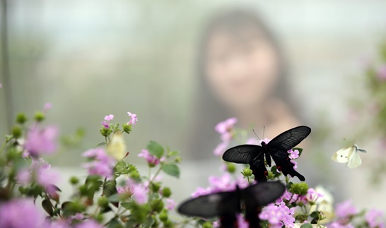 사진1 - 입춘(立春) 나비 “봄 받아라”
