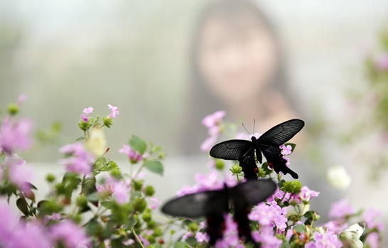 사진2 - 입춘(立春) 나비 “봄 받아라”