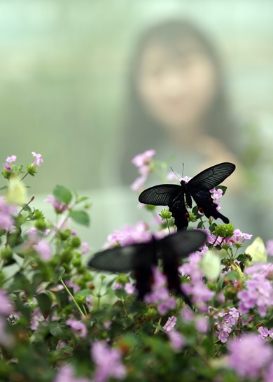 사진3 - 입춘(立春) 나비 “봄 받아라”