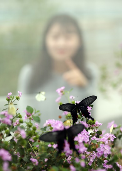사진4 - 입춘(立春) 나비 “봄 받아라”