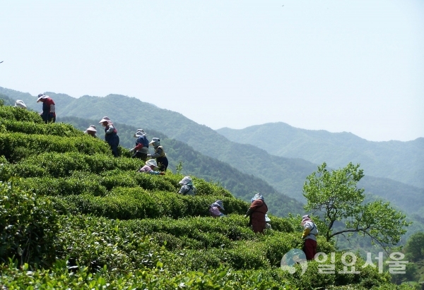 차(茶) 분야로는 국내 최초로 세계중요농업유산에 등재된 ‘하동 전통 차농업’이 2년 연속 올해 소비자가 뽑은 최고의 브랜드 대상에 올랐다. @ 하동군 제공