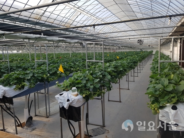강화첨단농업 육성 - 딸기 수경재배