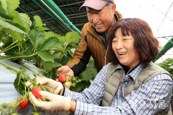 산청군 신안면 딸기 수확 여성농업인 @ 산청군 제공