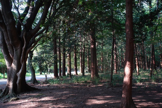 전남 해남군의 두륜산 편백나무숲의 모습