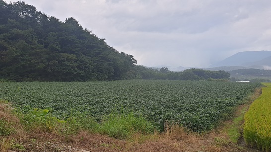 전남 장성군 농가에서 재배되고 있는 콩의 모습