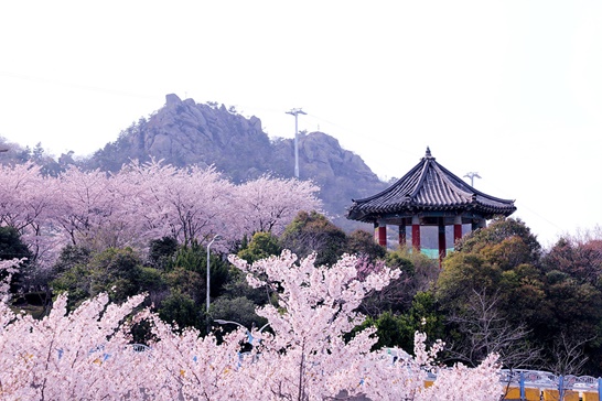 전남 목포시의 유달산의 봄 풍경