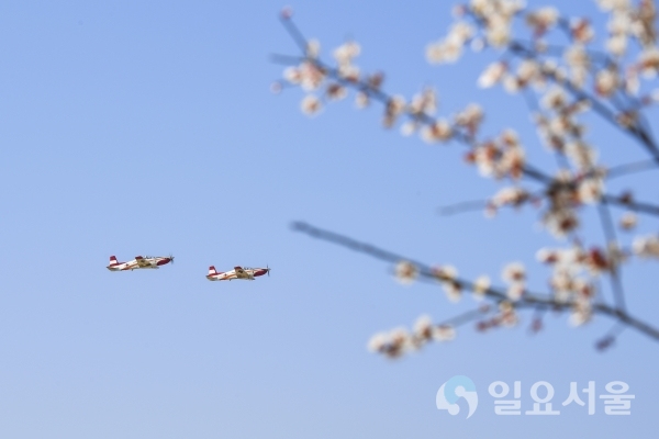 지난 2일, KT-1이 부대 내 매화나무 뒤로 맑은 봄 하늘을 가르며 힘차게 편대비행을 하고 있다. @ 공군 제3훈련비행단 강지영 하사 제공