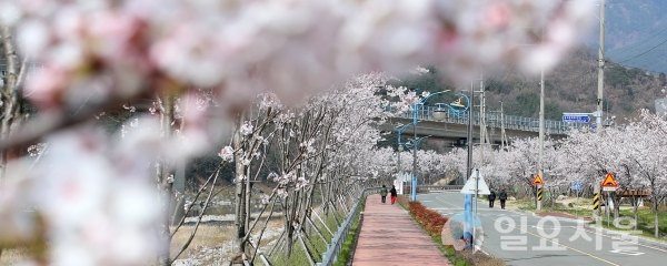 31일 오전 산청군 산청읍 ‘항노화산들길’ 2019년 조성구간인 경호강변에 새로 심은 벚나무가 꽃을 활짝 피운 가운데 사람들이 봄볕을 즐기며 걷고 있다. @ 산청군 제공