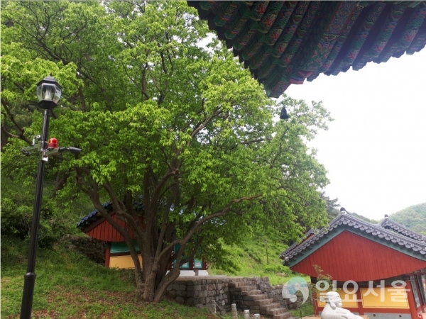 의림사에 있는 250년 수령의 모과나무. (경상남도 기념물 제77호) @ 창원시 제공